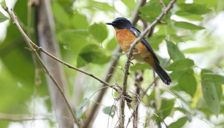 Son yüzyıldaki en büyük keşif ile 10 yeni kuş türü bulundu