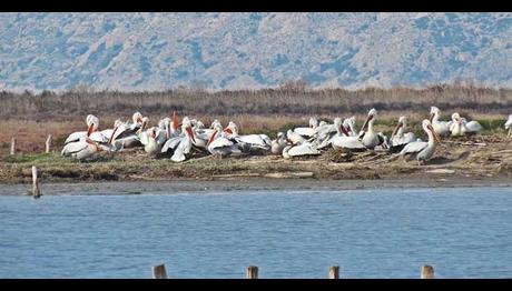 Tepeli Pelikan Tür Koruma Eylem Planına Alındı