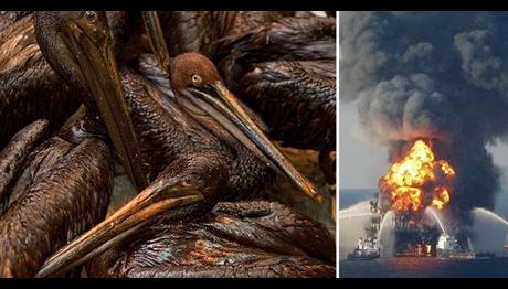 Amerika'da Göçmen Kuşları Koruyan Yasa Üzerinde Değişiklik 