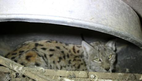 Tavukları Vaşak Tarafından Telef Edilen Kadının Zararını, Doğaseverler Karşıladı