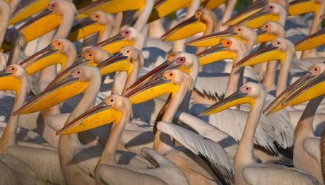 Afrika'dan Avrupa'ya göç eden ak pelikanlar Manyas Kuş Cenneti'nde görüntülendi