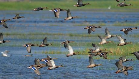 Yeşilbaş:Son on yılda en çok azalan ördek türü