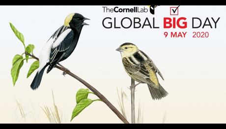 Küresel Büyük Kuş Sayımı 9 Mayıs