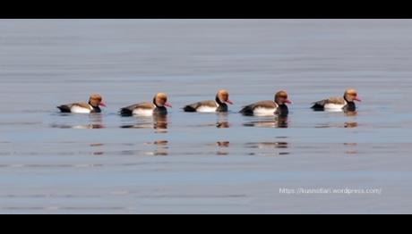 Kuş Notları ile tanışın!