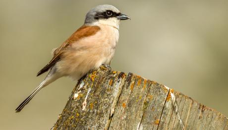 Kuş Türlerinin Habitat Seçiciliği