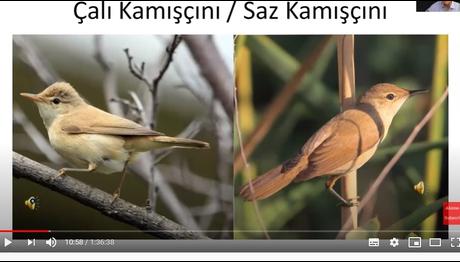 Kuş Tanımlama Sunumu YouTube Kanalımızda
