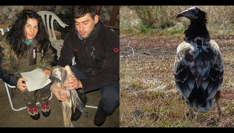 Vericili Küçük Akbaba POLYAnın Hikayesi