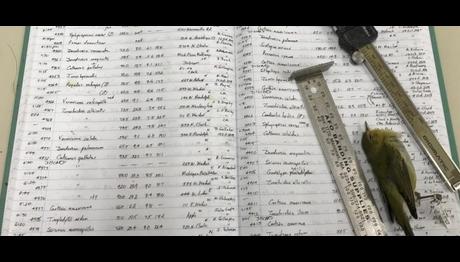 İklim Değişikliği Hayvanların Boyutunu Değiştiriyor