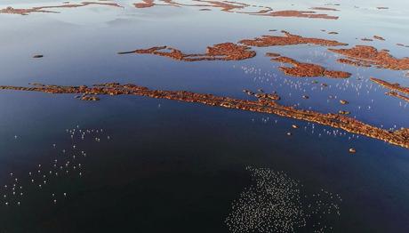 Gediz Deltasında yaşam yeni türlere yuva oluyor