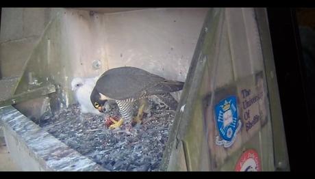 Gökdoğan-Canlı yayın