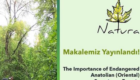 Köyceğiz Sığla Ormanlarının Kuş Çeşitliliği Açısından Önemi