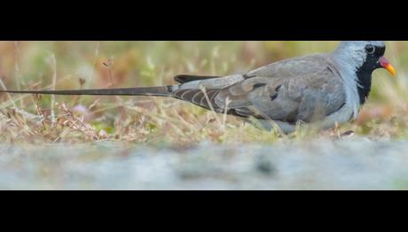 Trabzon'da Kap Kumrusu!
