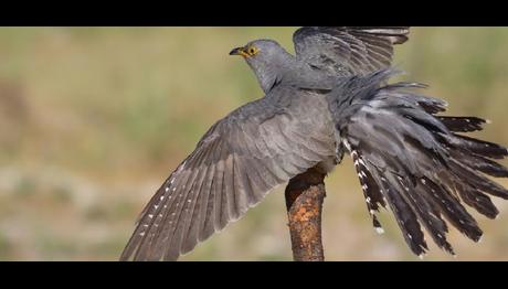 Moğolistandan Zambiyaya kadar uçup geri dönen guguk kuşu en uzun göç rekorunu kırdı