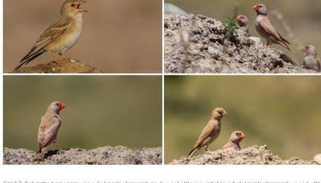 Bir Küçük Mutluluk Hikayesi!