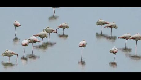 İzmir Kuş Cenneti yavru flamingolarla şenlendi