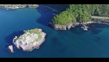 Koronavirüs Hoynat Adası'ndaki kuşlara yaradı