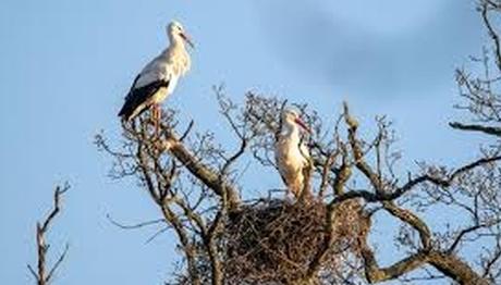 Leylekler asırlar sonra Birleşik Krallık ta yavruladılar 