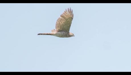 Şikra nın Üçüncü Kaydı Trabzon dan geldi!!!!