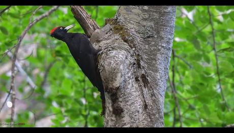 Çanakkale'nin Kara Ağaçkakanları