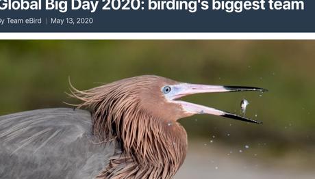 Küresel Büyük Sayım 2020 Sonuçları