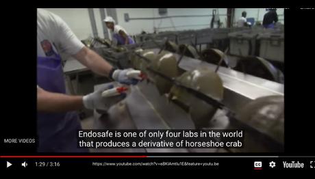 Küresel Çapta Aşı Üretimi Yengeç Yerine Yapay Alternatifini Kullanmazsa Kuşlara Da Zarar Verecek