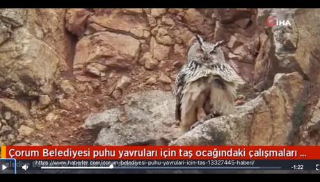 Çorum Belediyesi Puhu Yavruları İçin Taş Ocağındaki Çalışmaları Durdurdu