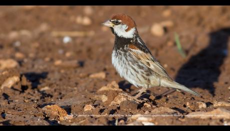 Serçe İle Söğüt Serçesi Melezlenme Durumları
