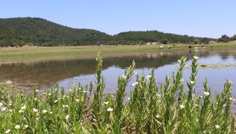 Kuş cenneti 'Yayla Gölü' kesin korunacak hassas alan ilan edildi