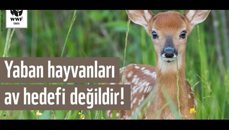 Yaban Hayatı Hepimizin Ortak Değeridir