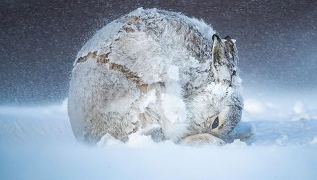 2020 BigPicture Doğal Dünya Fotoğraf Yarışması Sonuçları Açıklandı