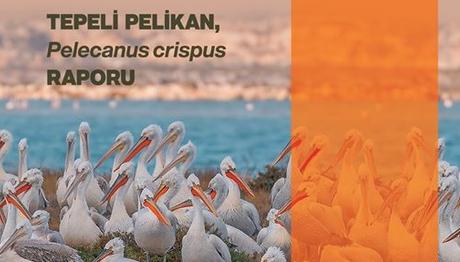 Örnek haber adı gelecek.