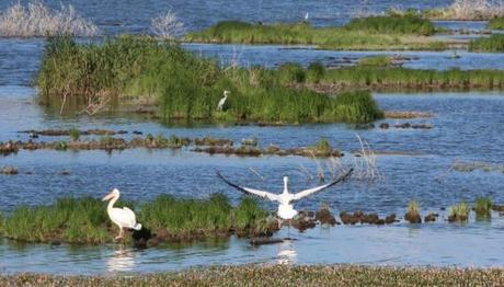 Yüzen adaları karaya oturan Ladik Gölü'nde 'bataklık' tehlikesi