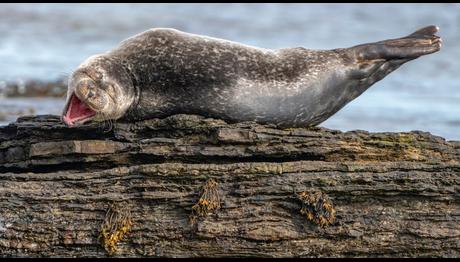Komedi Yaban Hayatı Fotoğrafçılığı yarışmasının 2020 finalistleri açıklandı