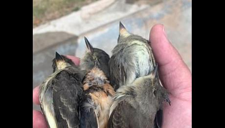 Gökten Kuş Yağdı