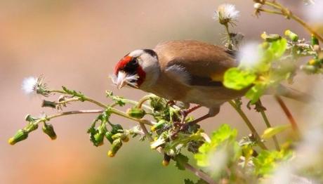 Hevsel Bahçeleri Çöplüğe Dönüşüyor.