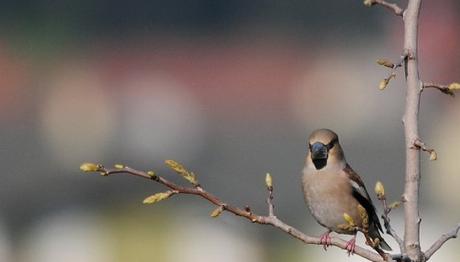 Örnek haber adı gelecek.