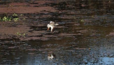 Örnek haber adı gelecek.