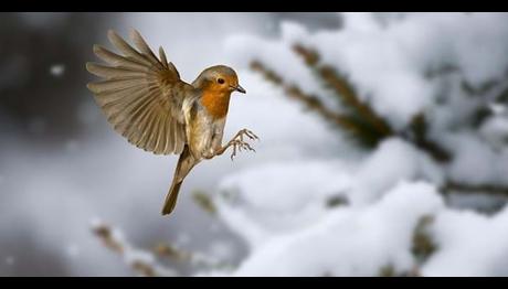 Kuşların Dünya daki Manyetik Alanları Görebildiğini Destekleyen Yeni Çalışmalar