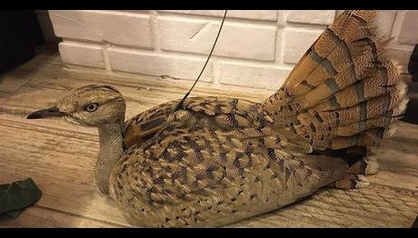 Bu yakalı toy kuşu son olsun!