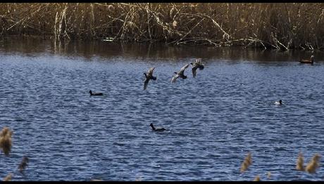 Gölünyazı Kuş Cenneti