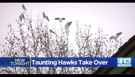 Roseville, Kaliforniyada Bir Evin Bahçesi İkinci Yıl Yırtıcı Kuşlarca İşgale Uğruyor