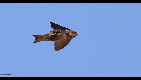 Türkiye'den İlk Kayıt