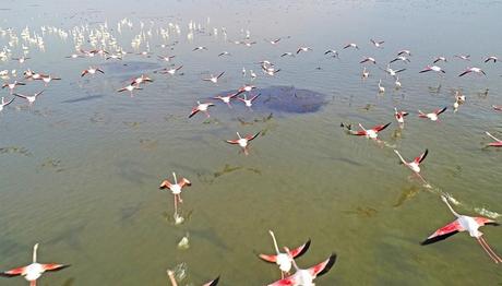 Adana'da Göçmen Kuşların Uğrak durağı: Çukurova Deltası