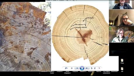 8.BULUŞMA; AĞAÇLAR VE AĞAÇ FOSİLLERİ