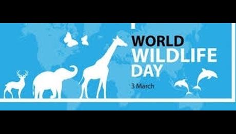 3 Mart Dünya Yaban Hayatı Günü   Kutlanıyor