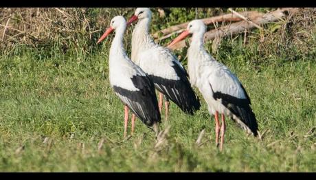 Jonas ın Hikayesi