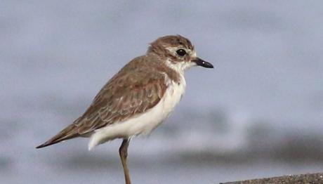 Hataydan Türkiye'nin Üçüncü Moğol Cılıbıtı Kaydı Geldi