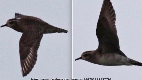 Kızılırmak Deltası'nda Amerikan Altın Yağmurcunu Kaydedildi