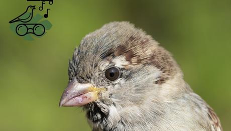 Dünya Serçe Günü Projesi 