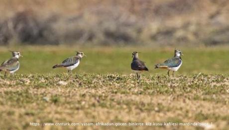 Afrikadan Göçen Binlerce Kız Kuşu Kafilesi Mardinde